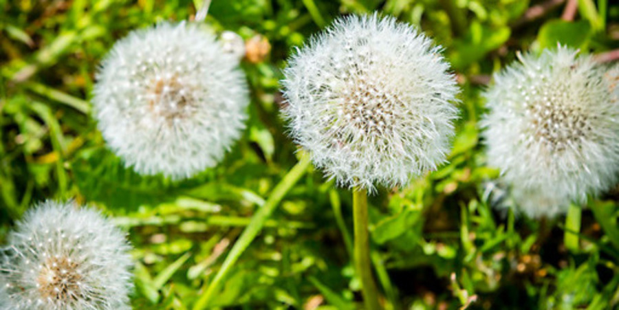 Paardenbloemen Paardenbloemen